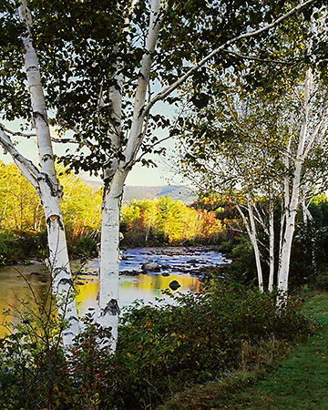 Birch Trees in Fall, NH